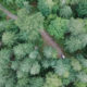 Top View Footage Of A Vehicle Passing By The Road In The Forest - After Effects Version